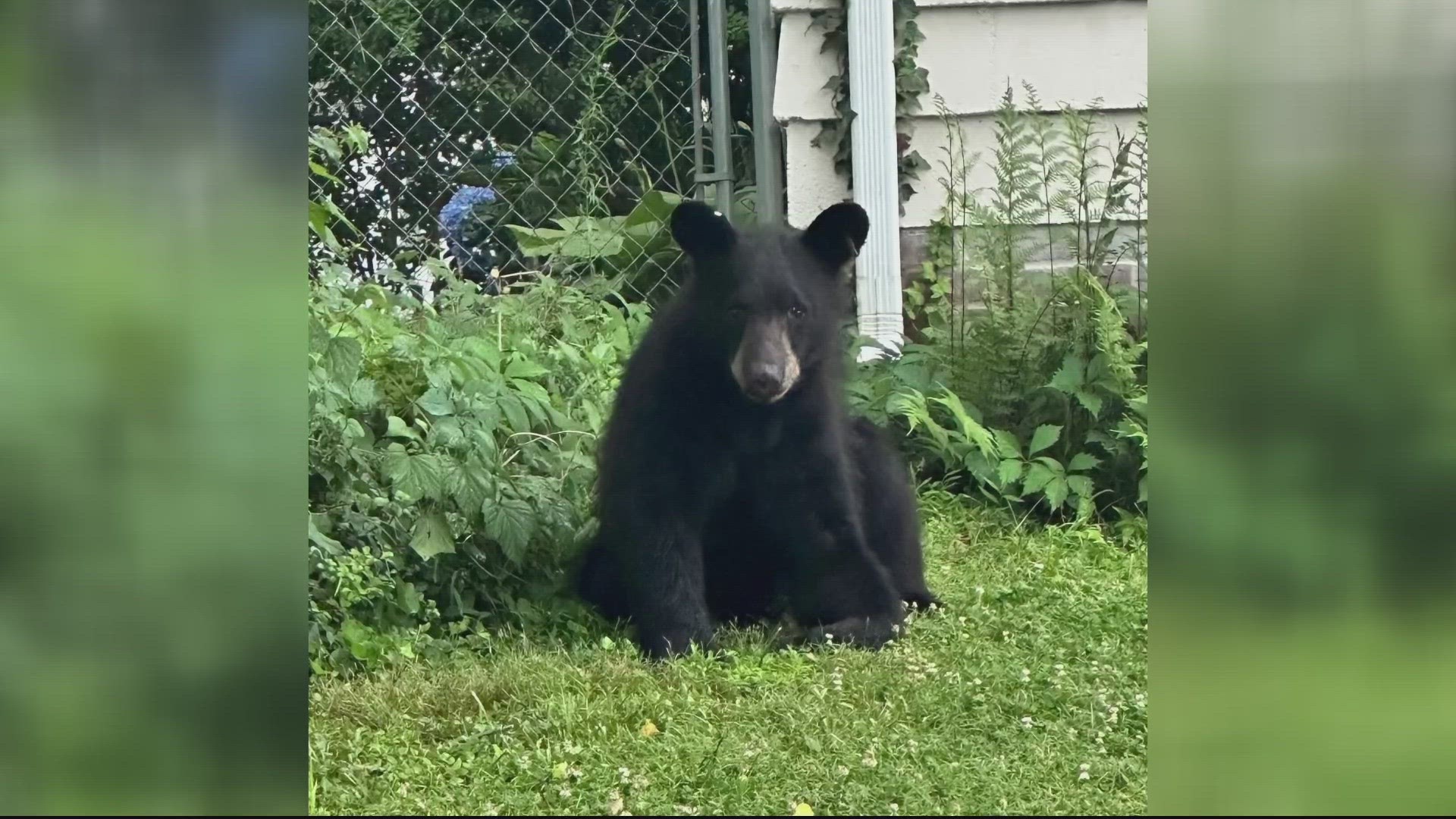 Arlington neighbors have reported seeing a juvenile black bear in the Windy Run Park area of the county starting on Monday.