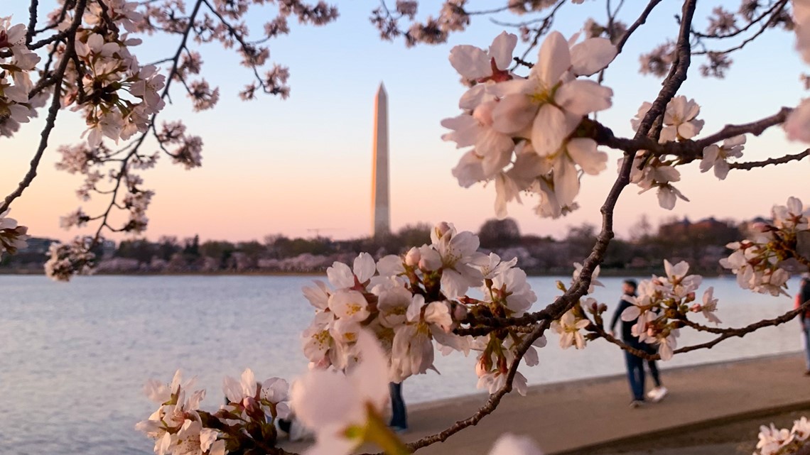 Road closures during cherry blossom peak bloom