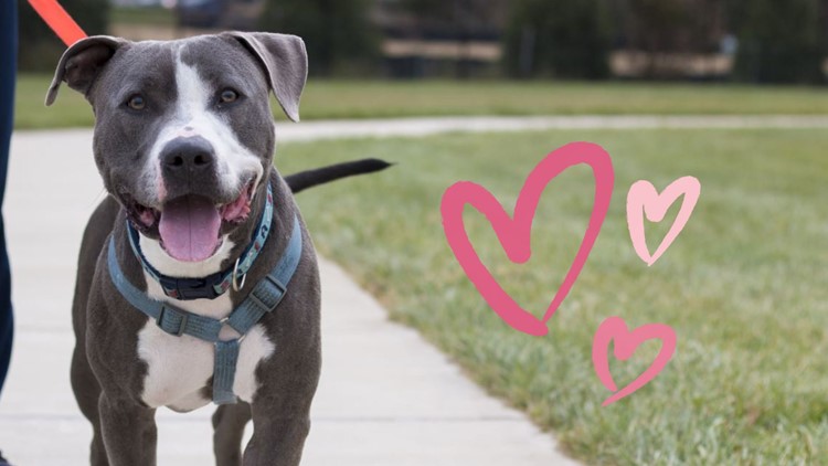 Montgomery Animal Services waives adoption fees for dogs over 40 pounds starting Valentine's Day