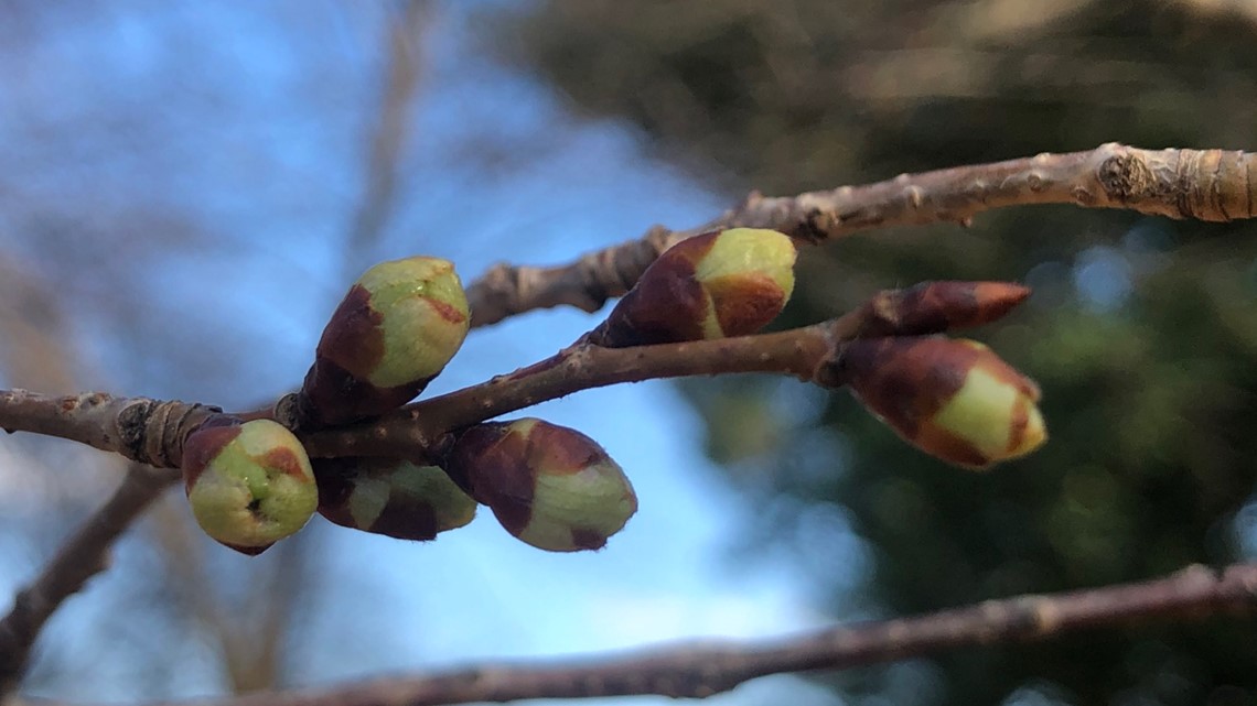 DC's cherry blossoms reach stage 1: Green buds