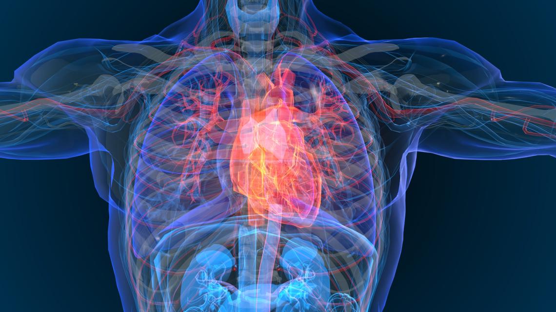 University of Virginia researchers identify genes responsible for coronary artery disease