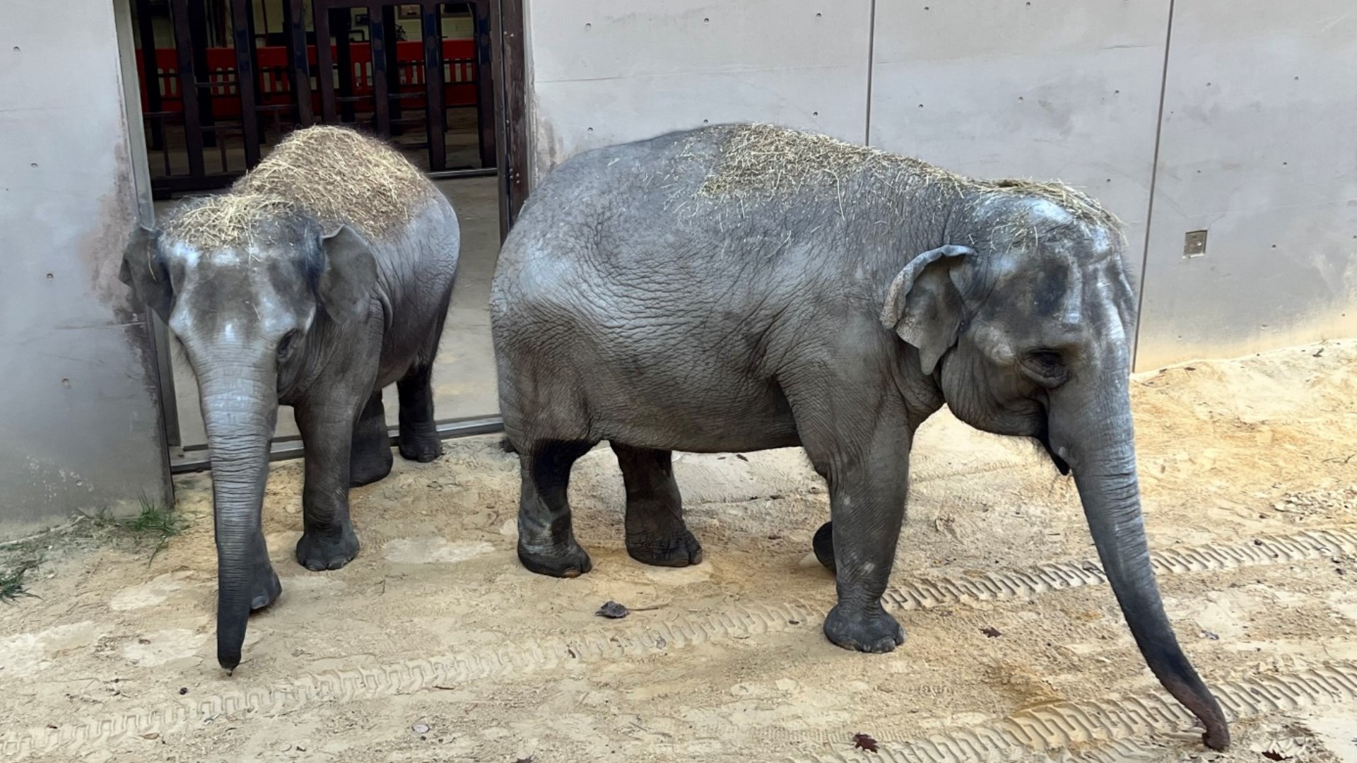 Trong Nhi, 19, and her 9-year-old daughter Nhi Linh will join the elephants after they've finished their quarantine period.