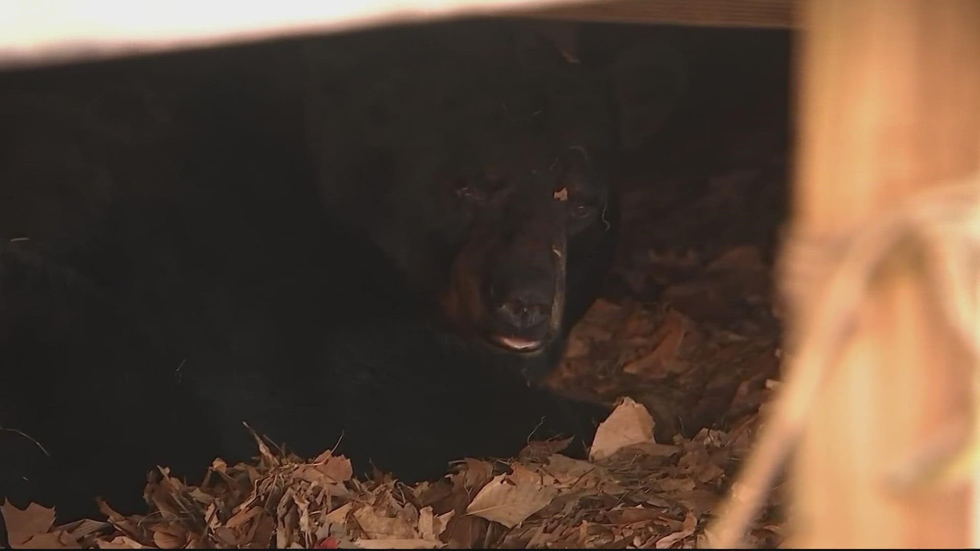 When the family dog started barking at 'something' under this family's porch in Connecticut, that 'something' turned out to be a big 'ol bear.