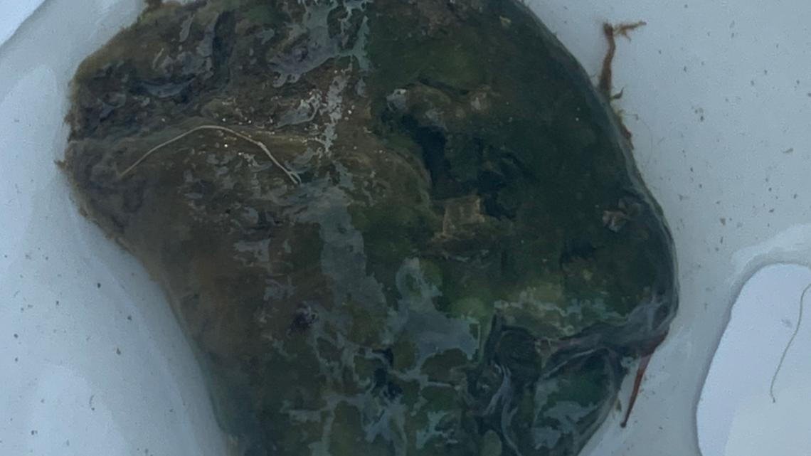 Pet owners warned of algae mats found in the Potomac River | wusa9.com