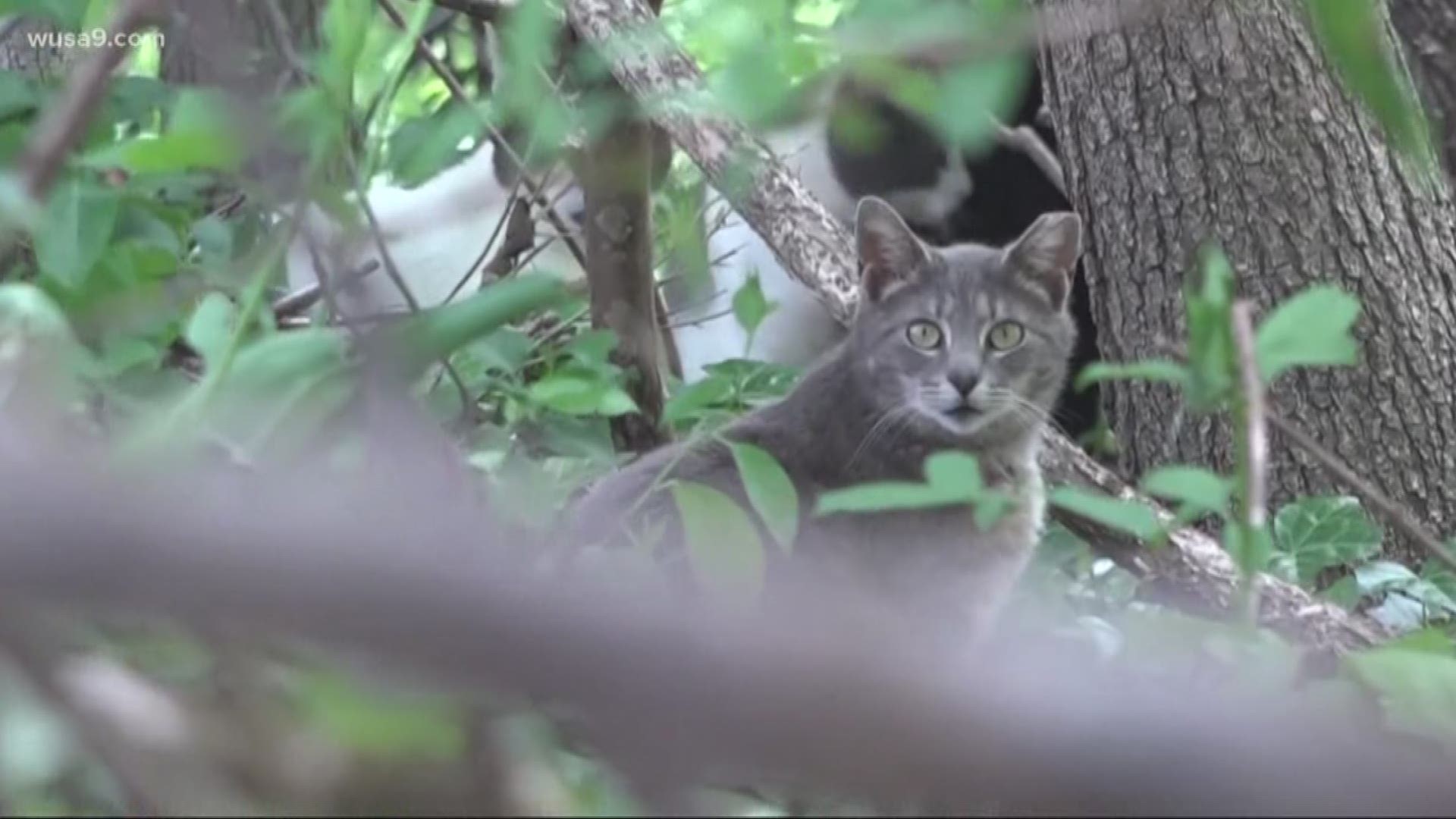 Thursday, officials ordered a clean up on the feral cat colony after a WUSA9 investigation into the 20 wild cats living behind a strip mall.