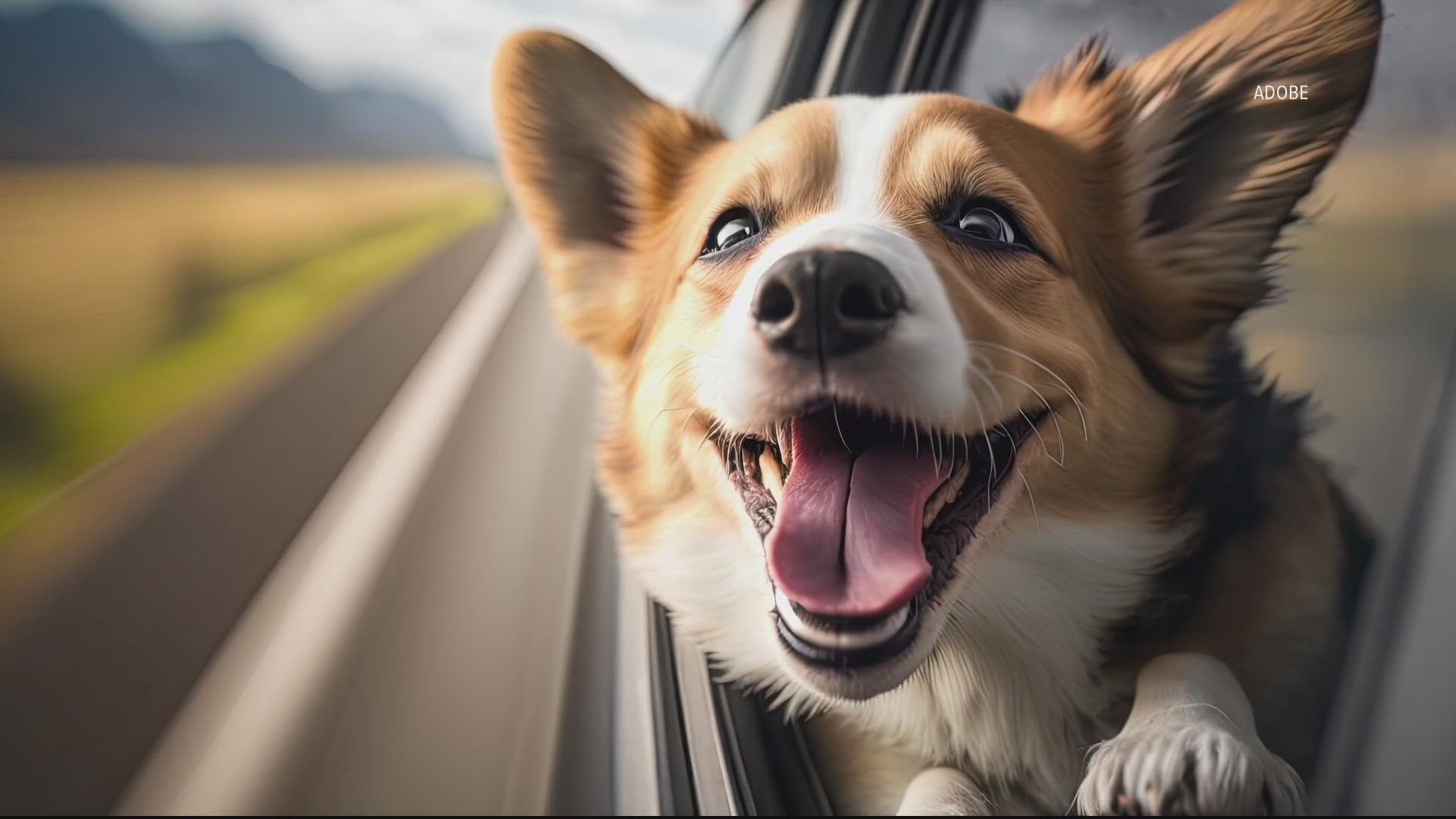 Florida bill would make it illegal for dogs to stick their heads out car  windows