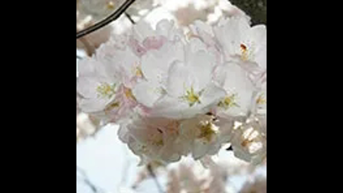 DC cherry blossom watch: Identifying types of trees | wusa9.com