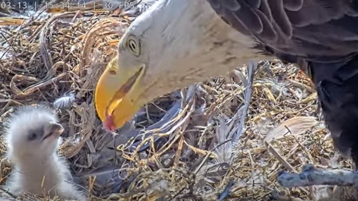 Dulles Greenway bald eagles welcome first baby to nest 