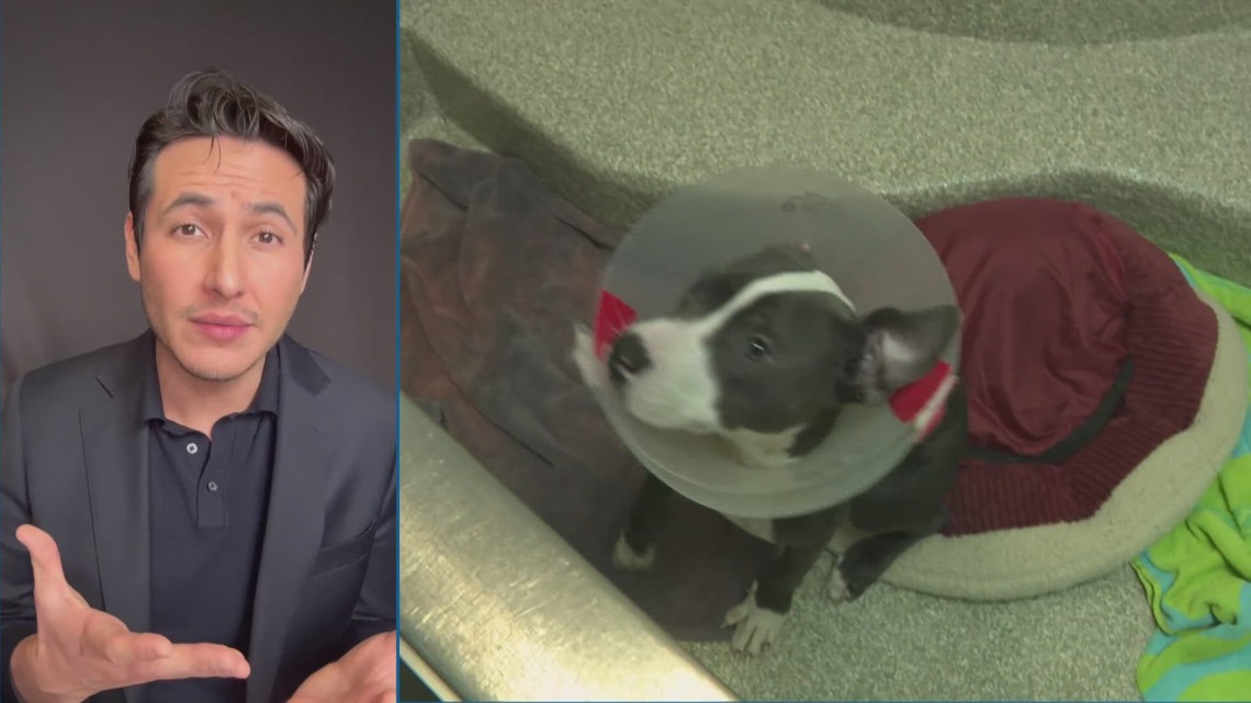 Bill could allow more pets in DC rentals