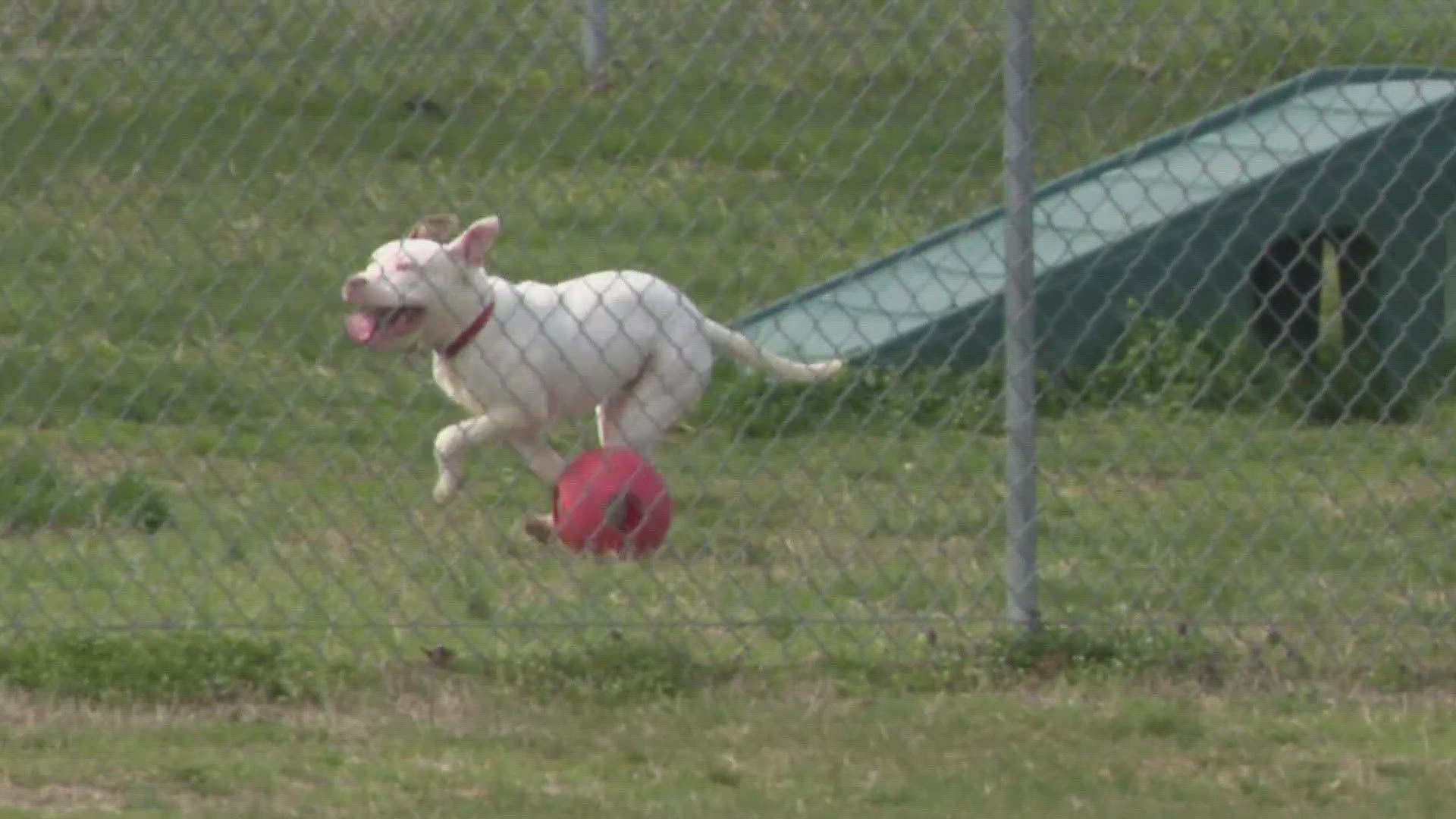 Animal rescuers are working to beat a deadline for euthanizing at least 8 dogs that are out of time at the county's animal shelter.