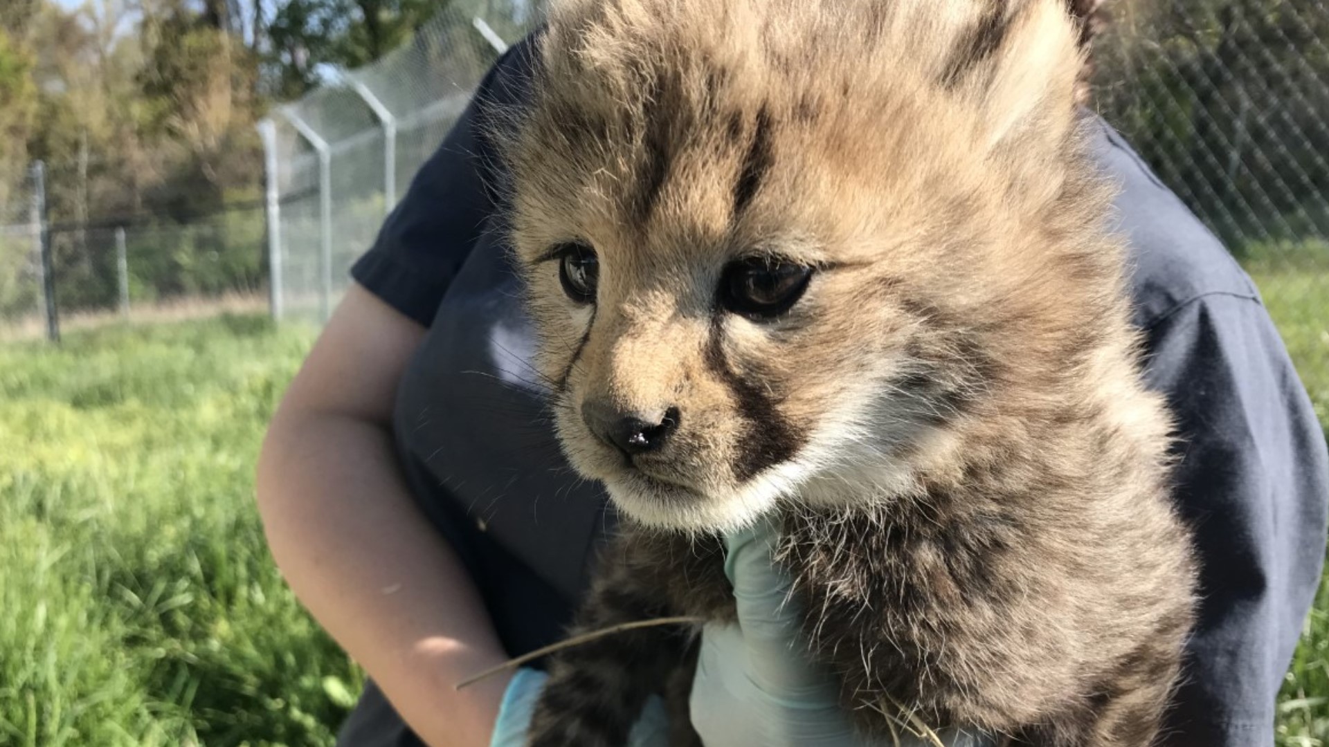 Smithsonian Zoo Cheetah Cam: Help name the baby cubs! | wusa9.com