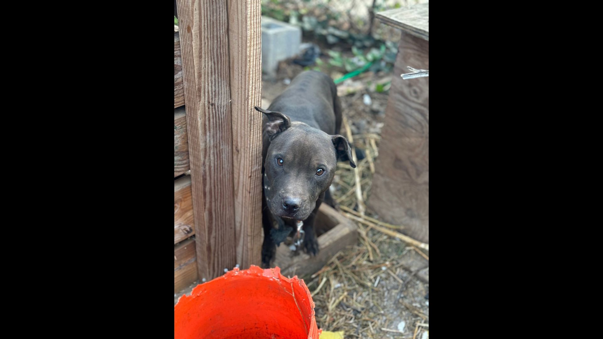 Animals rescued from cruelty investigation in DC | wusa9.com