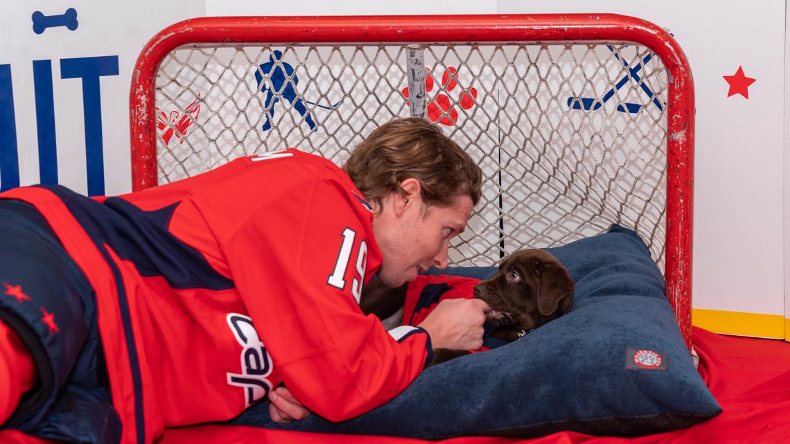 Biscuit, the Capitals' 'Official Pup,' takes a break from training