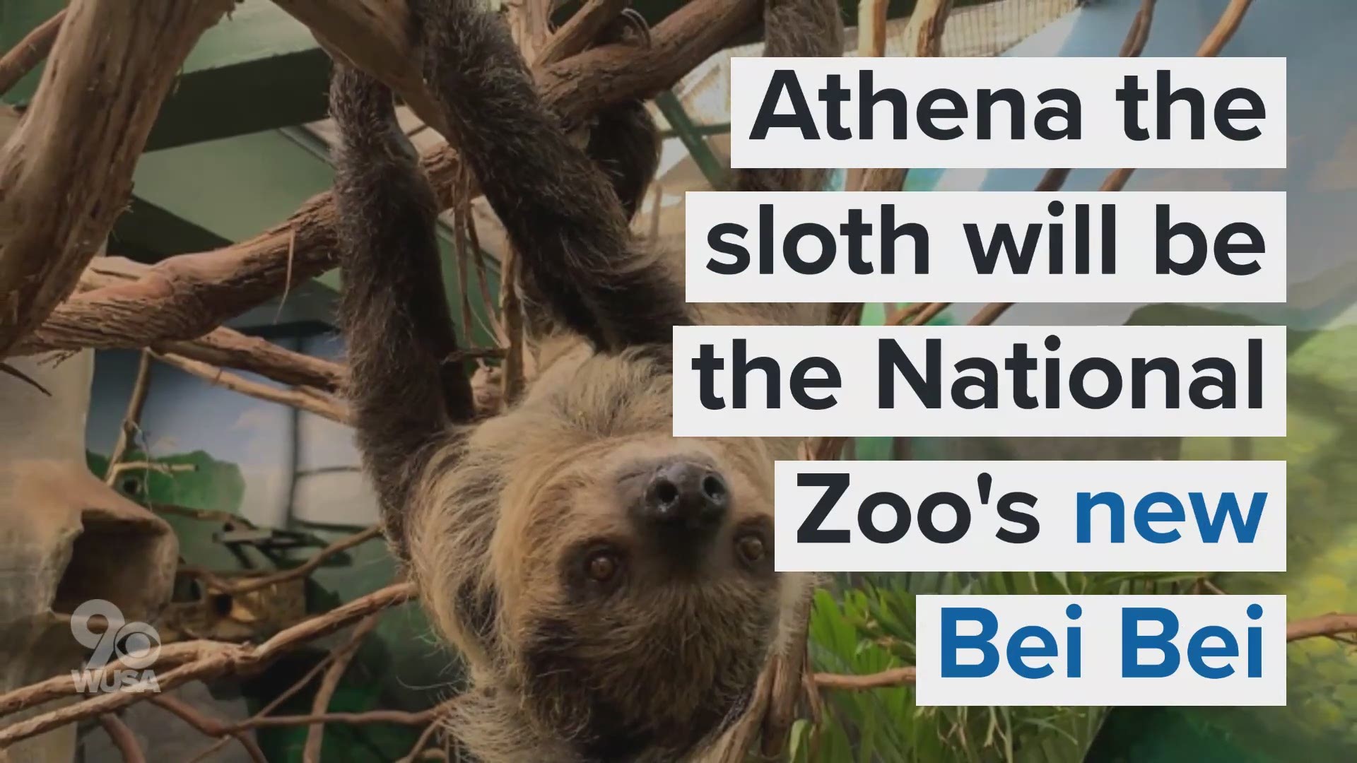 National Zoo S New Sloth Will Rival Bei Bei S Popularity Wusa9 Com