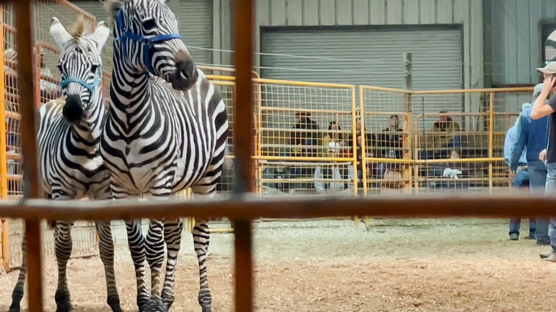 Charged with animal cruelty, Zebra owner auctions off exotics 
