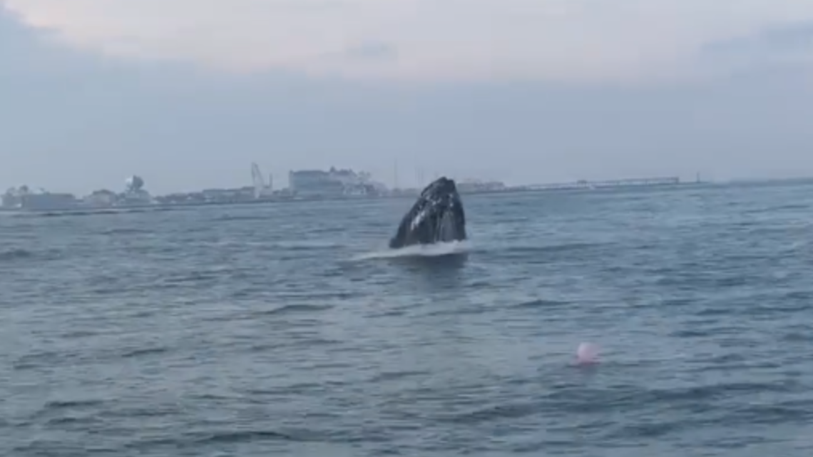 Check out this whale spotted off the coast of Ocean City