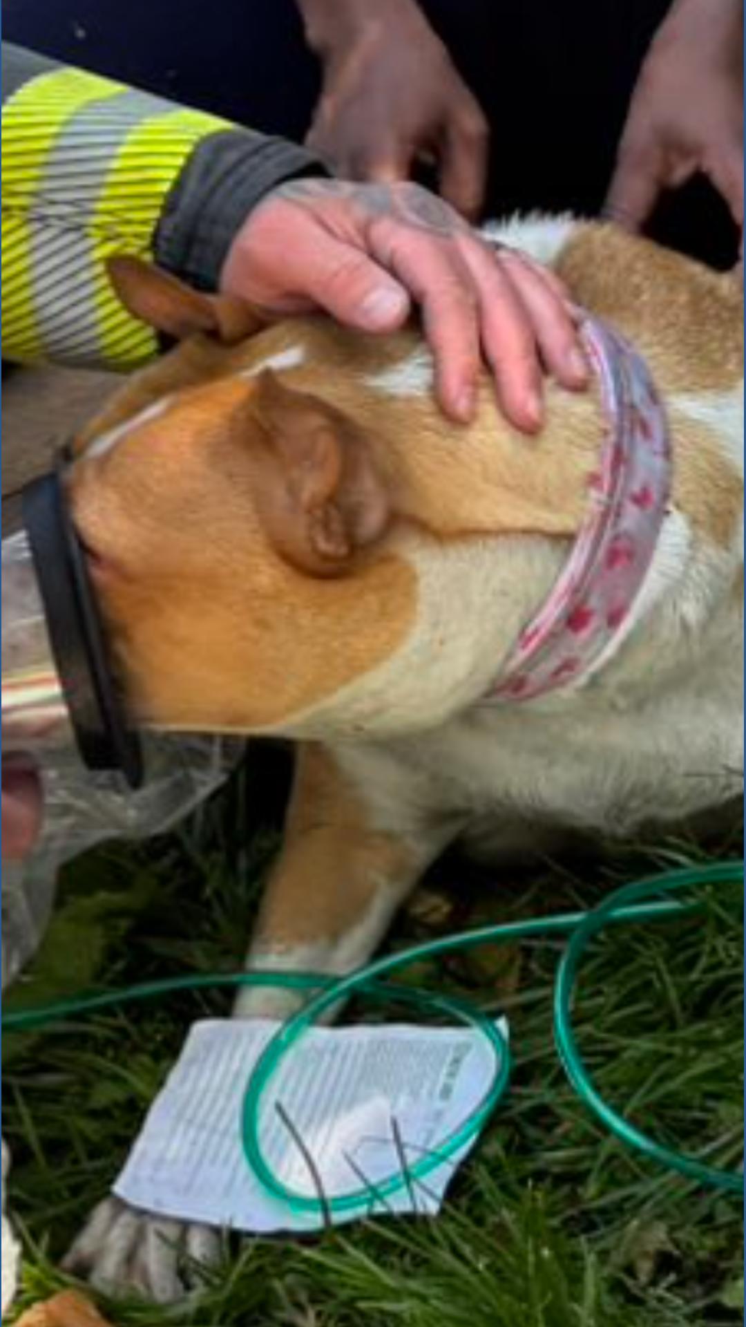 Firefighters save dog from Southeast DC house fire | wusa9.com