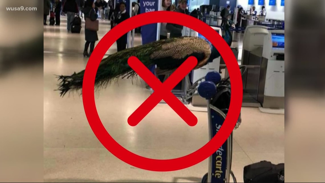 The things you can and cannot take on an airplane | wusa9.com