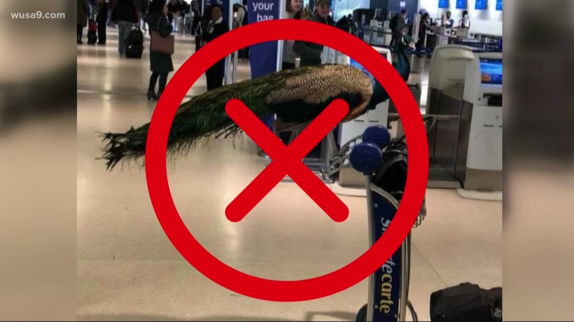 After TSA recovered two rocket launchers at BWI this week, we want to remind you of the items you can or cannot bring to the airport.