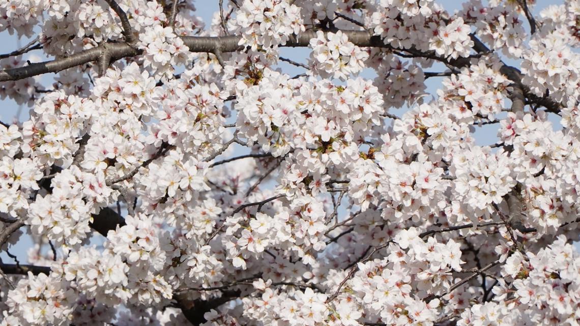 A guide to DC's 2023 cherry blossom season