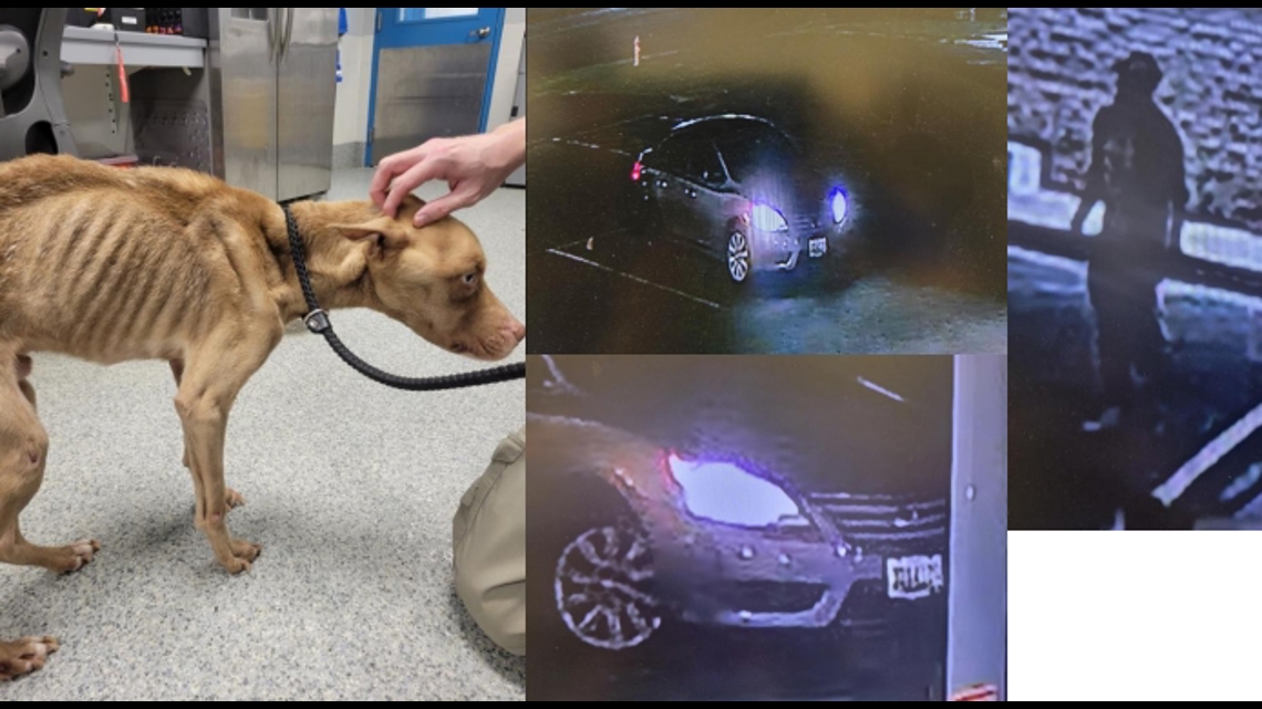 PETA offers $5,000 reward for information on man who left malnourished dog outside Manassas animal clinic