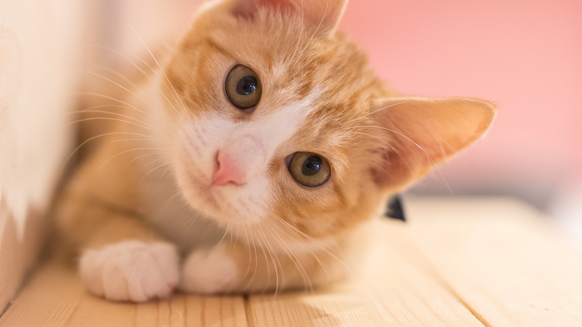 Are air fresheners dangerous for pets?