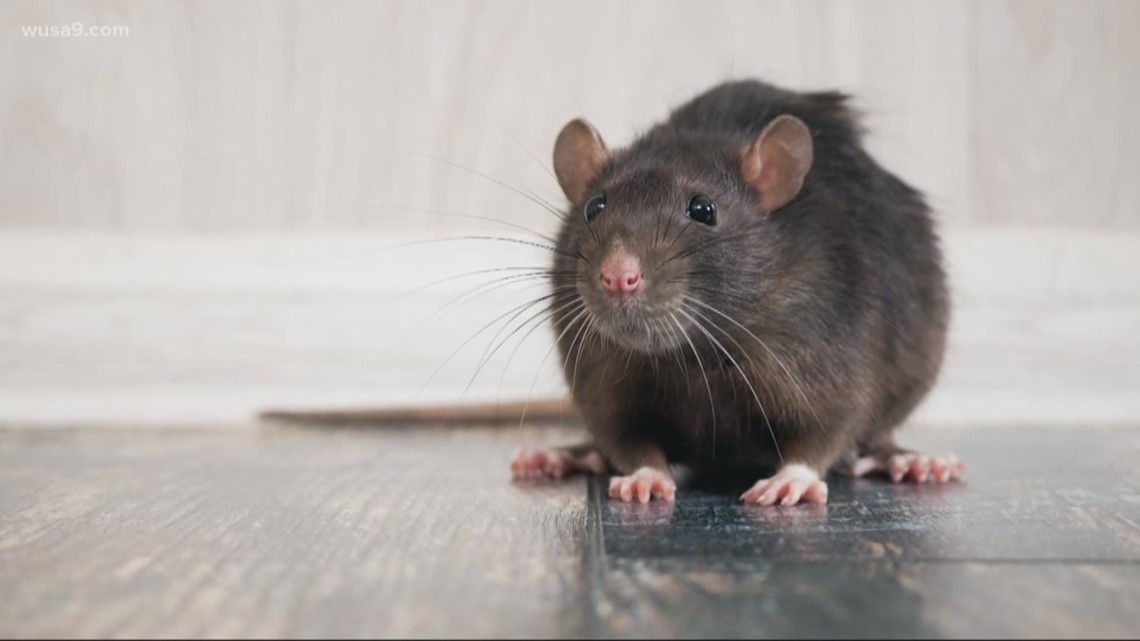 TikTok video shows rats in Popeyes kitchen, climbing the walls