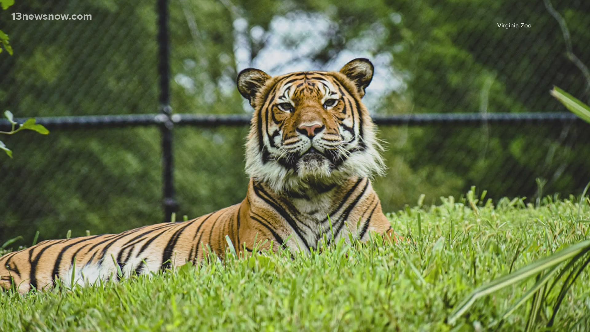 Stubbley and Osceola were tested after caretakers noticed them wheezing and coughing. They were taken out of exhibit, but they're expected to make a full recovery.