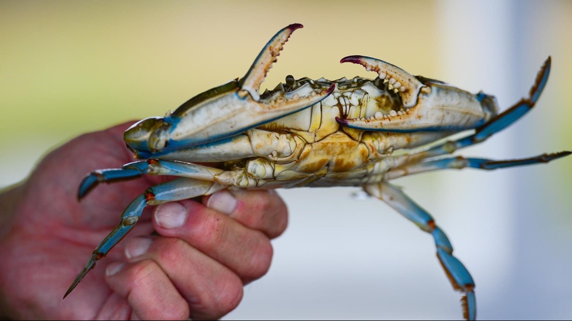 Blue Crab Population In Chesapeake Bay Declines