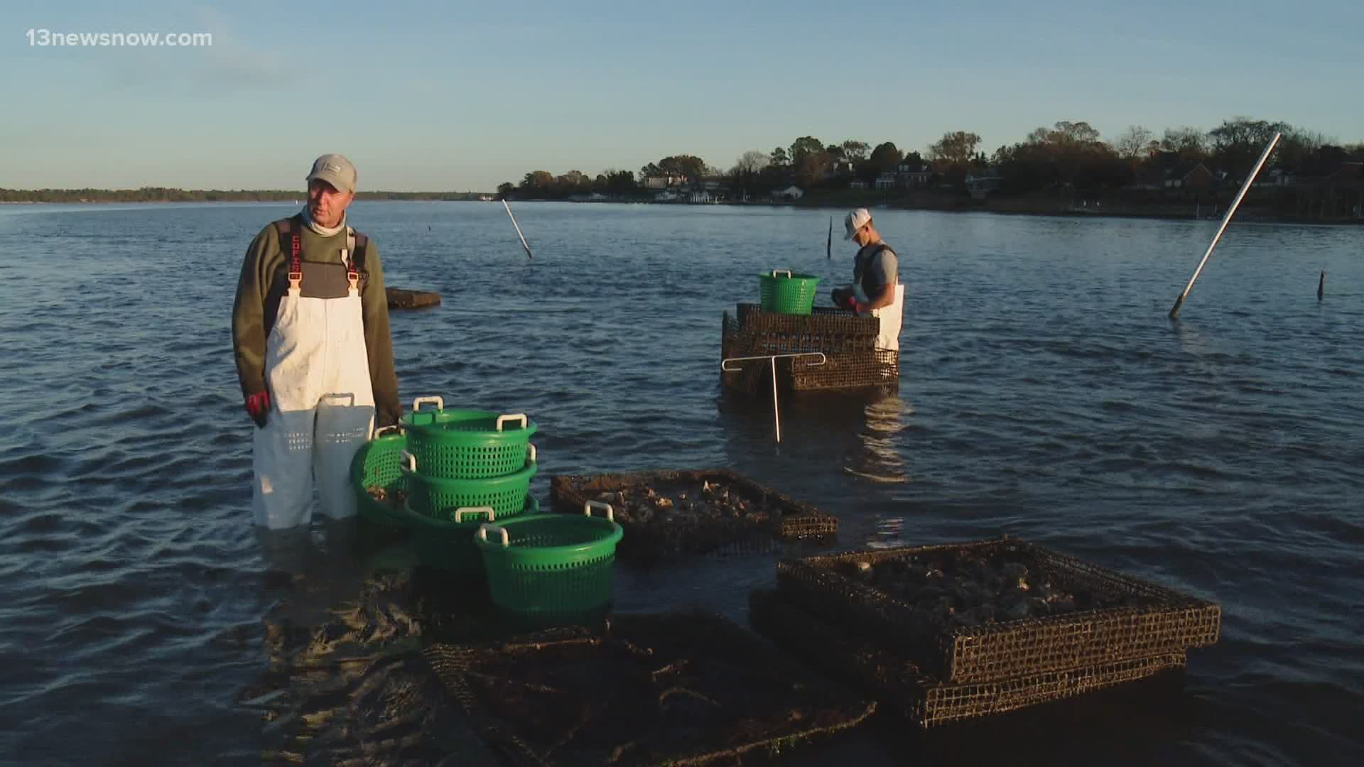 Oyster Farmers have been negatively impacted by the pandemic. With the Thanksgiving coming up, oysters could be something to consider having as an additional dish.