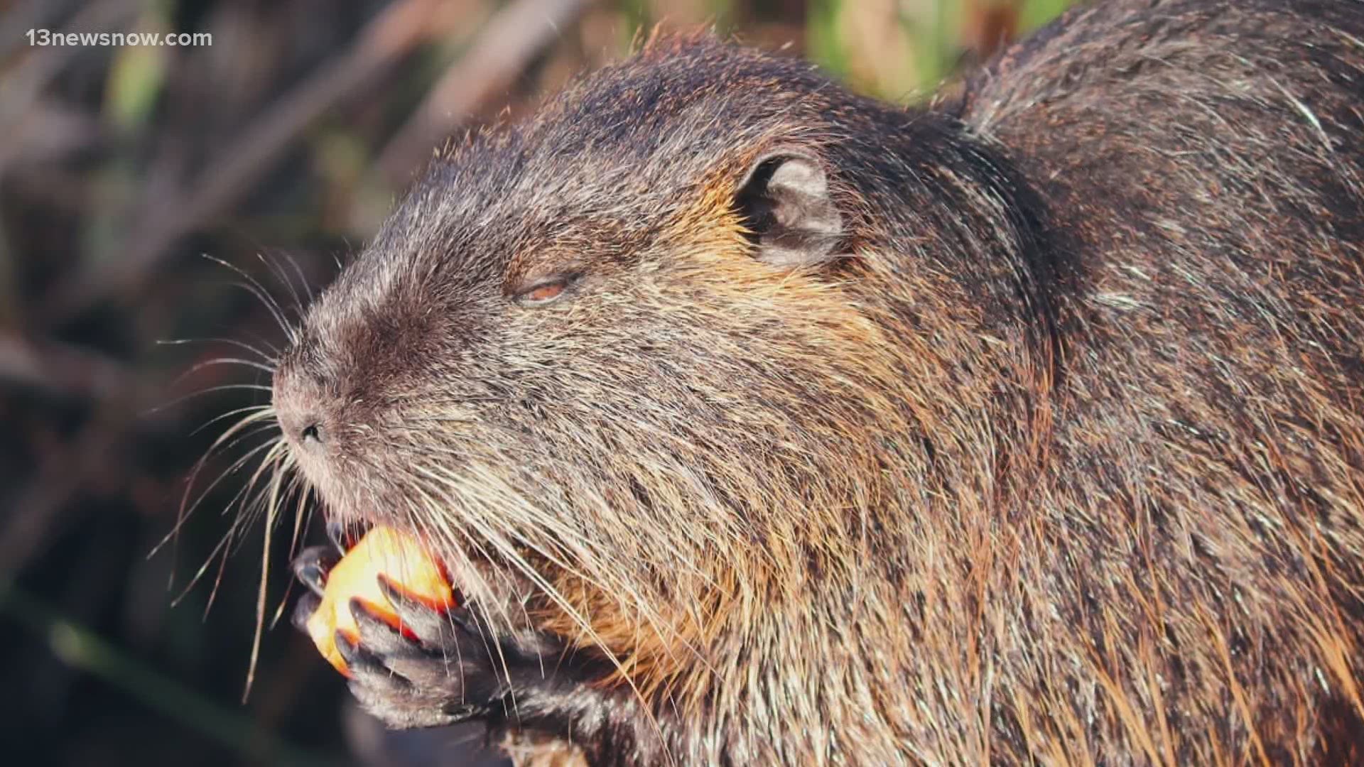 Rat like creatures are making their way across the James River, and could pose a threat on shorelines.