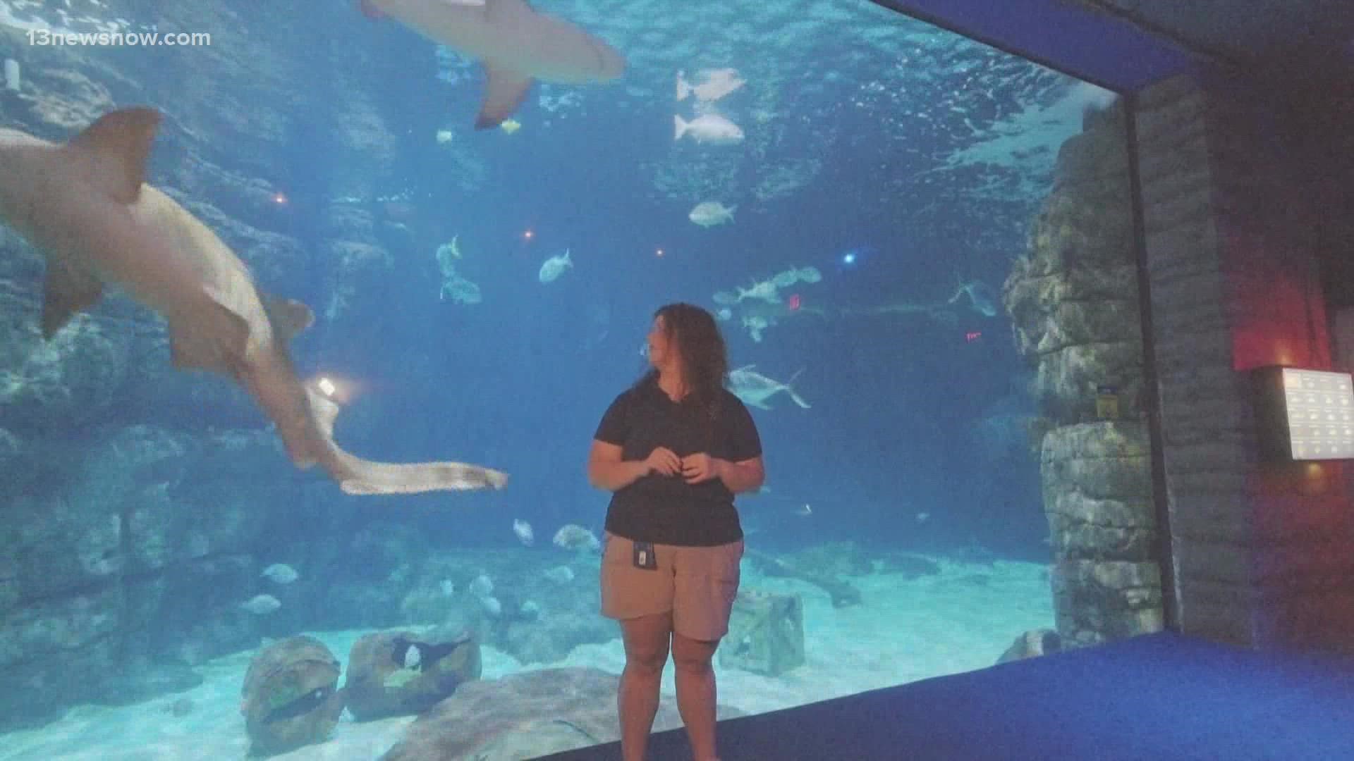 The sharks at the aquarium all have different personalities.