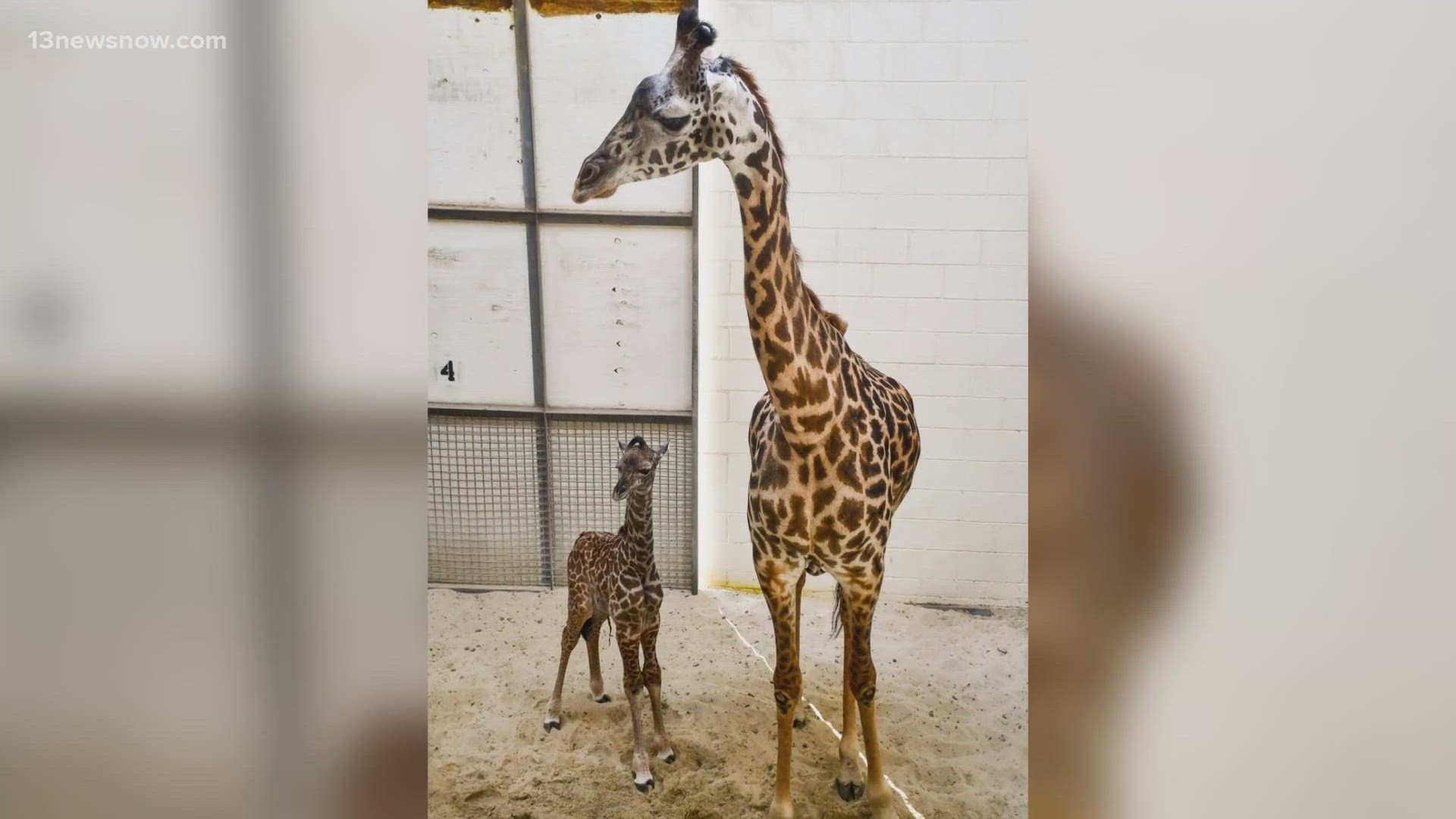 Henry was born on at Norfolk's Virginia Zoo on Thursday.