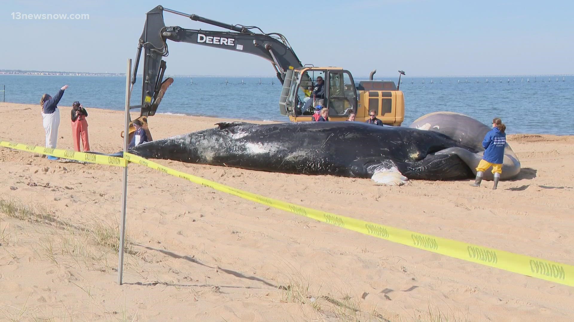 Virginia Aquarium crews investigate humpback whale death | wusa9.com