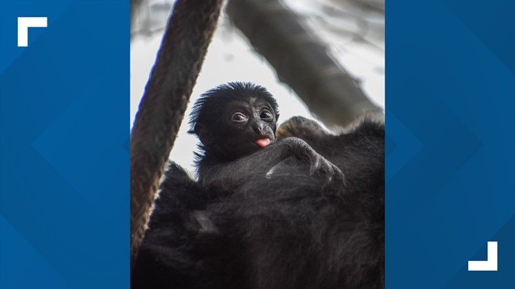 Virginia Zoo announces name of newest infant siamang