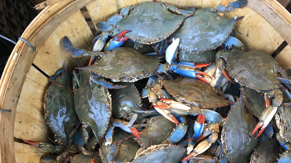 chesapeake blue crab