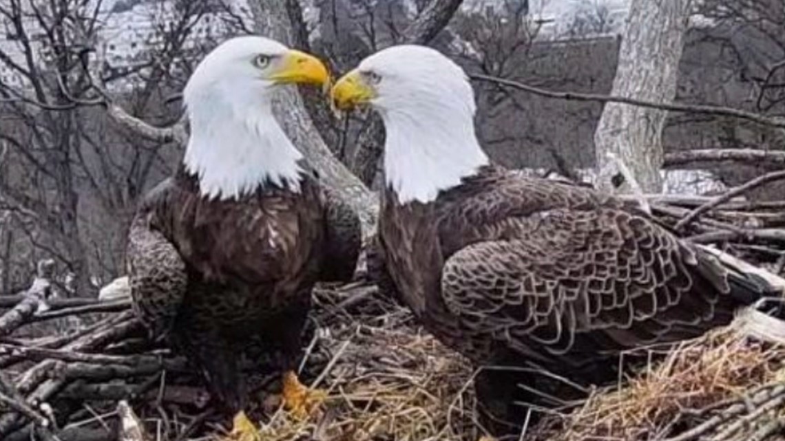 We are here for eagle drama at the National Arboretum | DC Thing ...