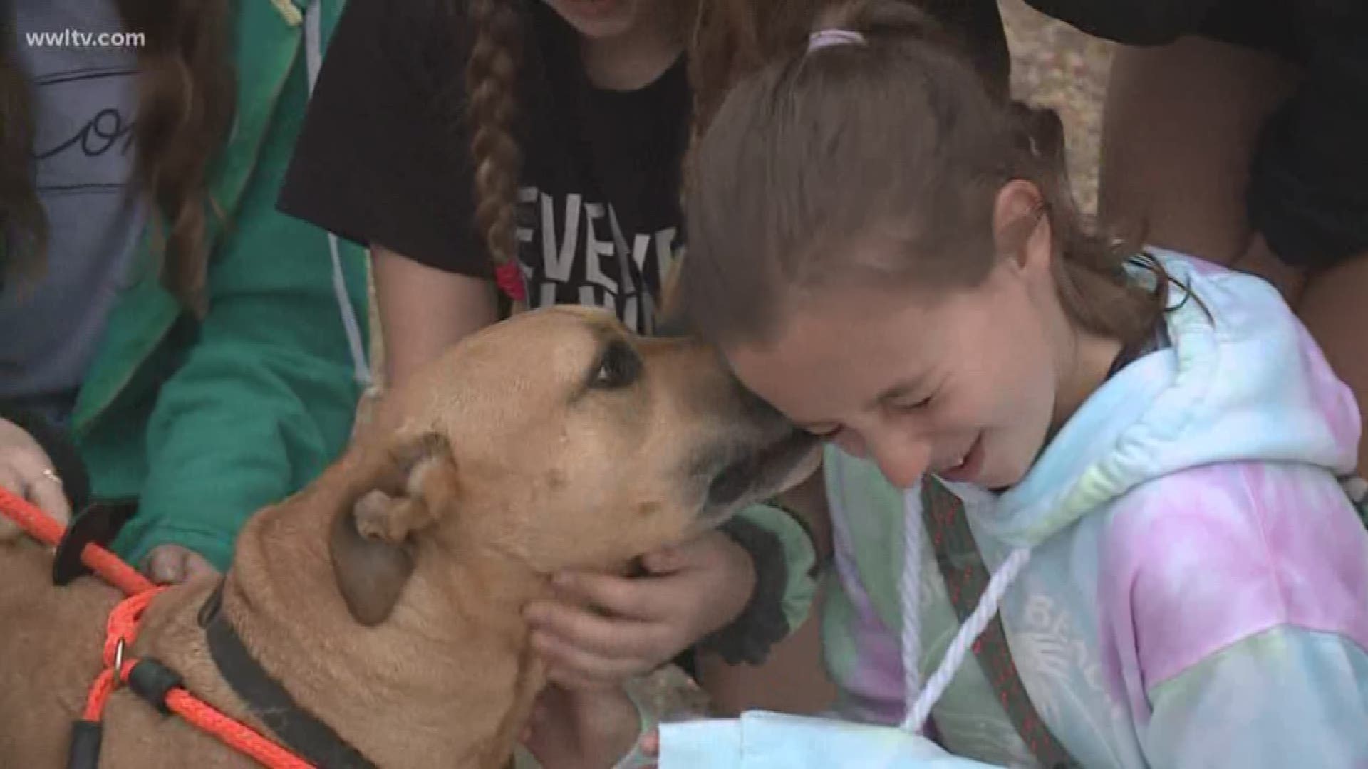 Fans were blowing and vacuums were running Thursday evening inside the Villalobos Rescue Center as staffers tried to dry out dozens of kennels.