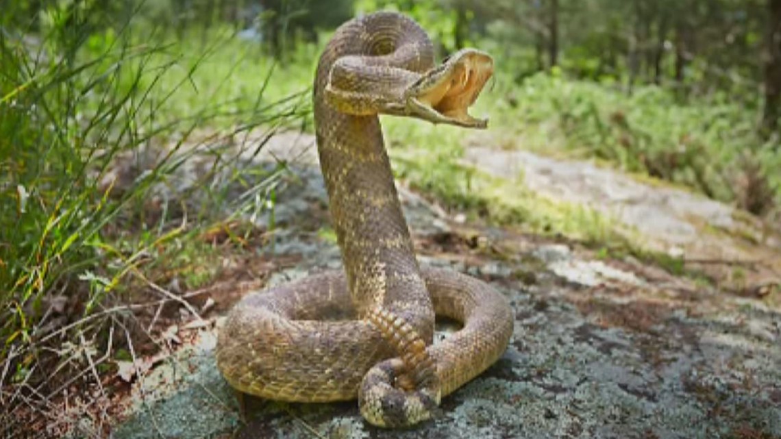 Hunter battles rattlesnake in deer stand