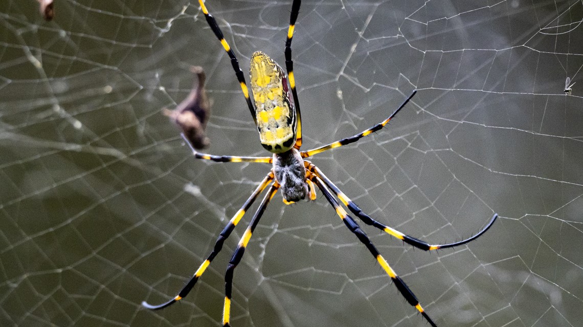 Spiders weave a web of memories